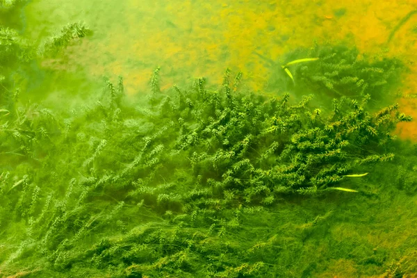 水の植物 — ストック写真
