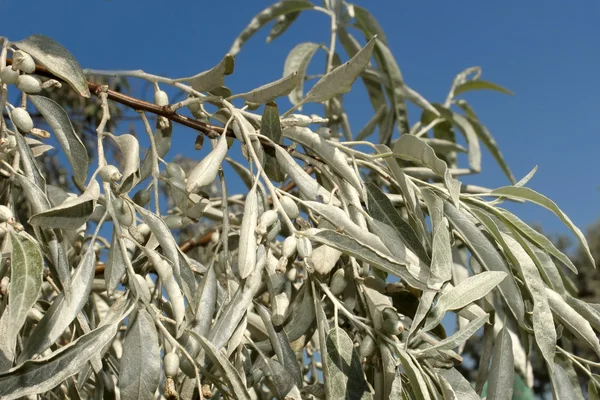 Zweig von wilden Olivenbäumen — Stockfoto