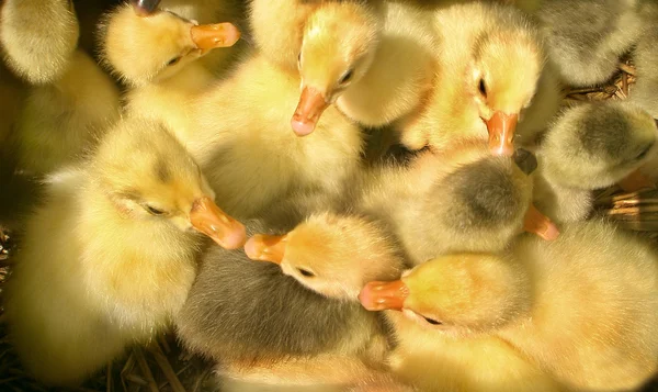 Some funny little goslings — Stock Photo, Image