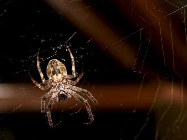 Big spider Stock Photo