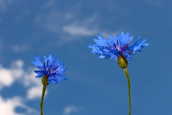 Two cornflowers — Stock Photo, Image