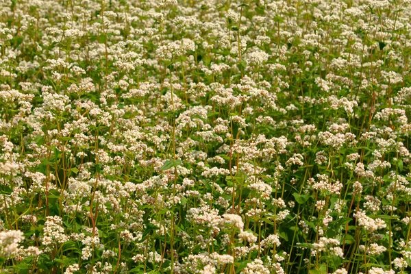 Buckwheat field — Stock Photo, Image