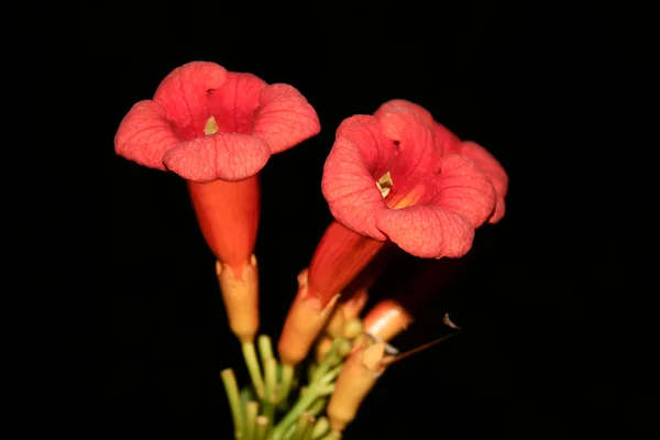 Eccremocarpus květy v noci — Stock fotografie