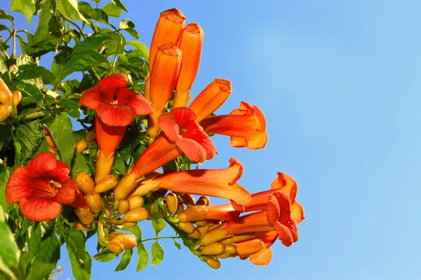 Floração do ramo de Eccremocarpus — Fotografia de Stock