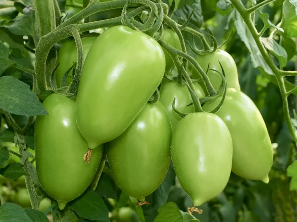 Bunch of green tomatoes — Stock Photo, Image
