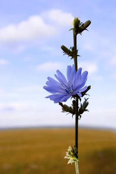 Цикорийский цветок — стоковое фото