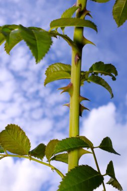 The stem of wild rose with thorns clipart