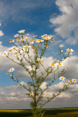 Field chamomile plant clipart