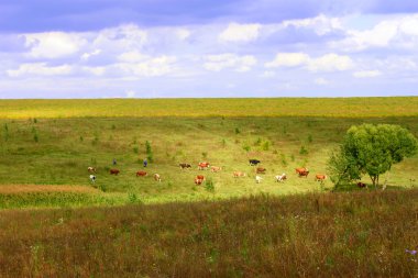 The shepherds fed cows in a meadow clipart