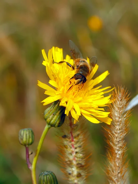 Uma abelha recolhe néctar em flor — Fotografia de Stock