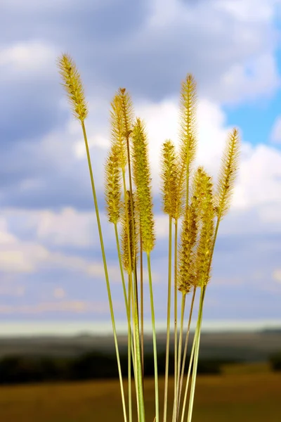 花序禾本科杂草的种子 — 图库照片