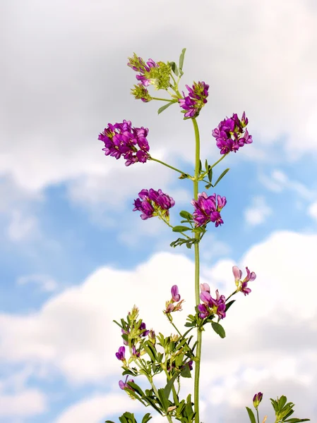 Alfalfa på himmel bakgrund — Stockfoto