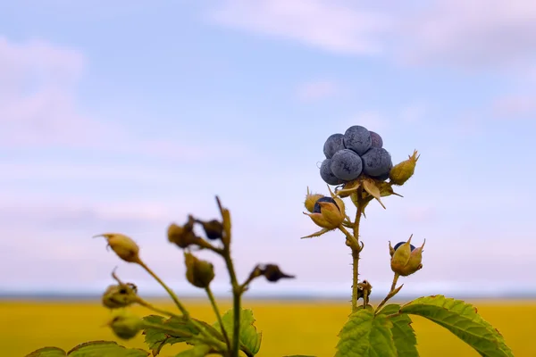 蓝蓝的黑莓莓果 — 图库照片