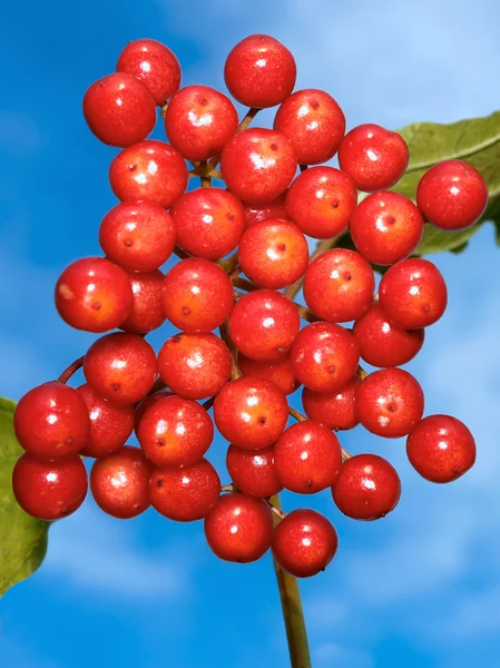 Red viburnum berries against a background of blue sky — Stock Photo, Image