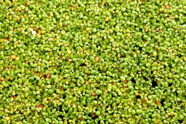 Duckweed lemna