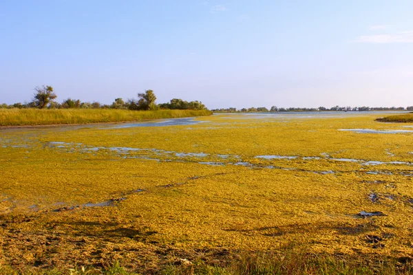 Salt marsh covered with water plants (II) — Stock Photo, Image