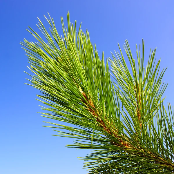 緑の松の枝 — ストック写真