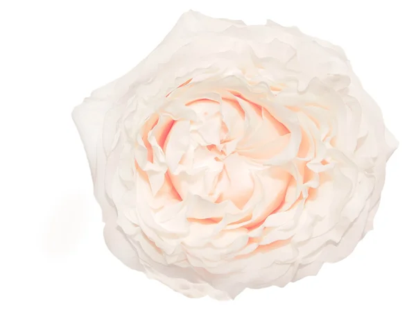 Rosa aislada sobre fondo blanco — Foto de Stock