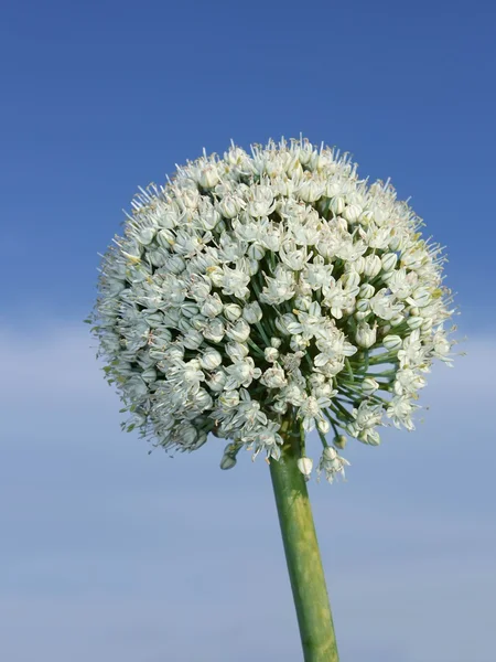 Inflorescence of onion. Vertical — Stock Photo, Image