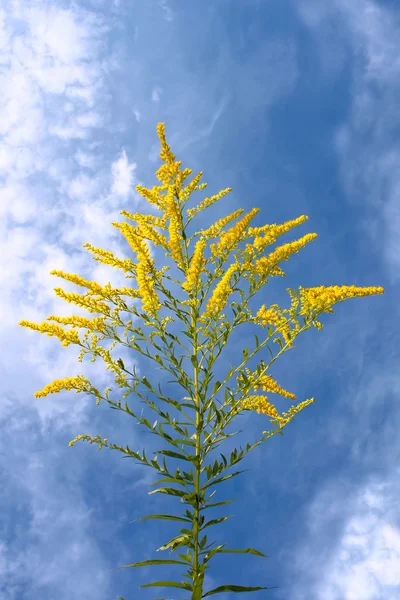 Inflorescência amarelo flores silvestres — Fotografia de Stock