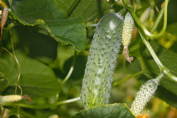 Los pepinos crecen en invernaderos — Foto de Stock