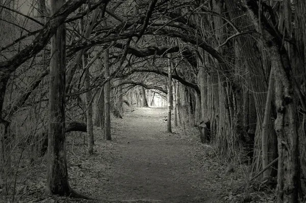 Ανατριχιαστικός δάσος — Φωτογραφία Αρχείου