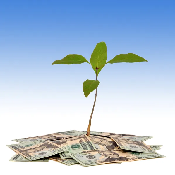 stock image Money tree