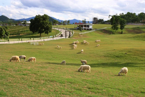 Koyunları ile kırsal manzara