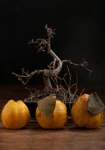 Ayva ve bonsai — Stok fotoğraf