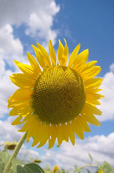 stock image Sunflower