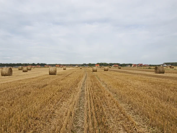 stock image Stubble field