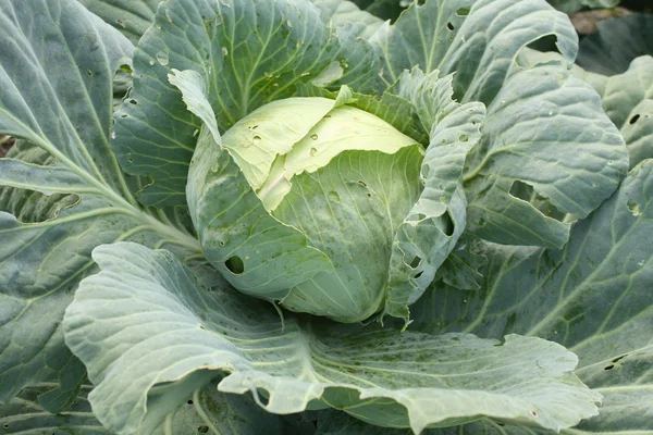 stock image Cabbage