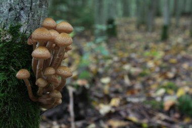 konuma ilişkin tahminler