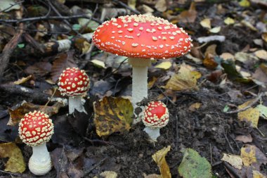 Toadstool clipart