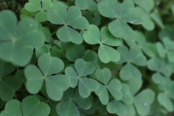 stock image Clover