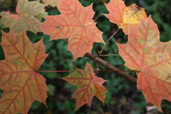 stock image Maple