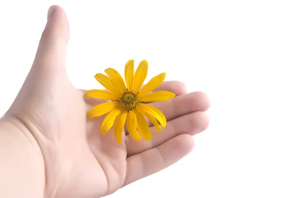 stock image Orange flower