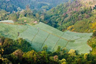 Mountain Lettuce Farming clipart