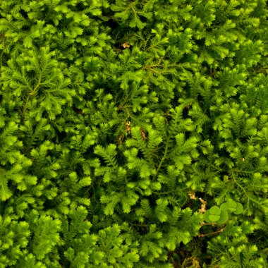 Green Moss clipart