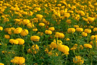 Marigold çiçek