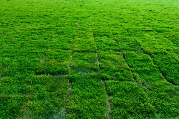 Nieuw geplant gras veld blokken, groothoek perspectief — Stockfoto