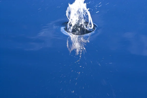 stock image Water splash on the lake