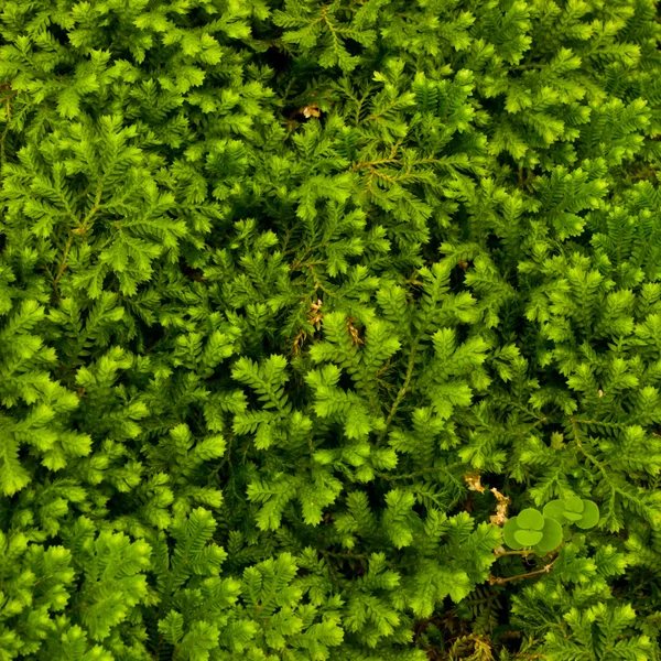 Yeşil yosun Telifsiz Stok Fotoğraflar