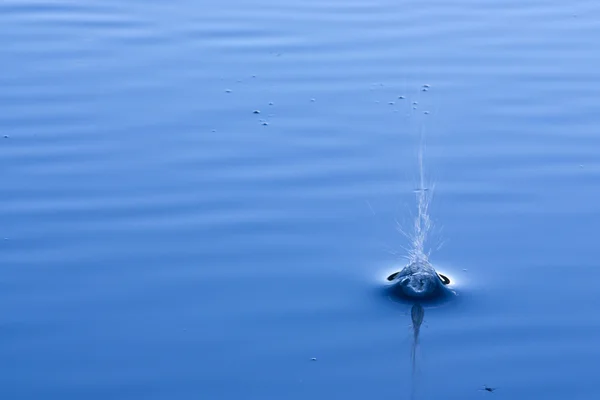 Сплеск води на озері Стокова Картинка