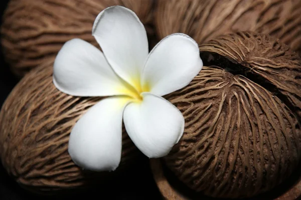 Leelawadee flower — Stock Photo, Image