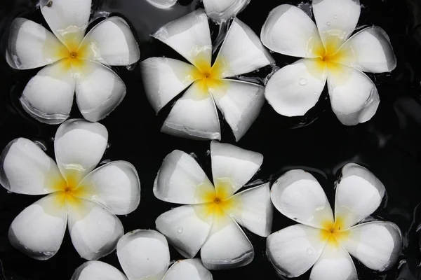 Leelawadee kwiat — Zdjęcie stockowe
