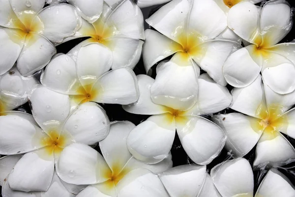 Leelawadee bloem — Stockfoto