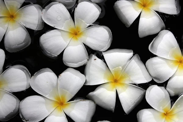 Flor de Leelawadee — Fotografia de Stock