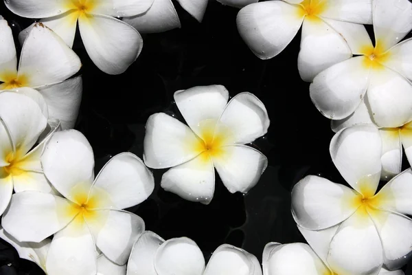 Leelawadee kwiat — Zdjęcie stockowe