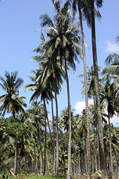 stock image Coconut